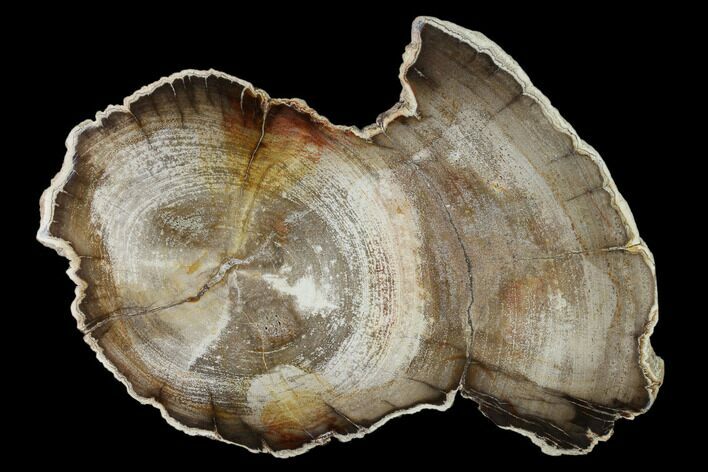 Petrified Wood (Mahogany) Round - Burma #158917